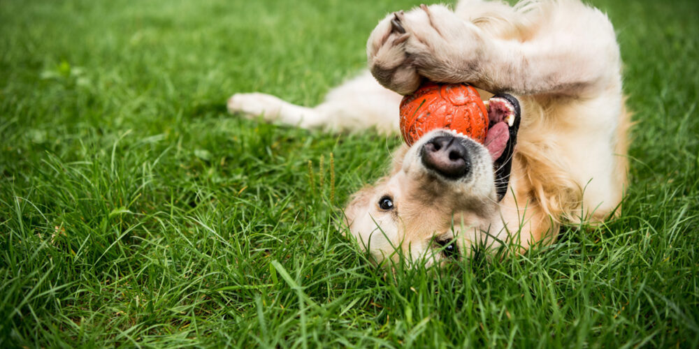 Golden retriever playing in the grass